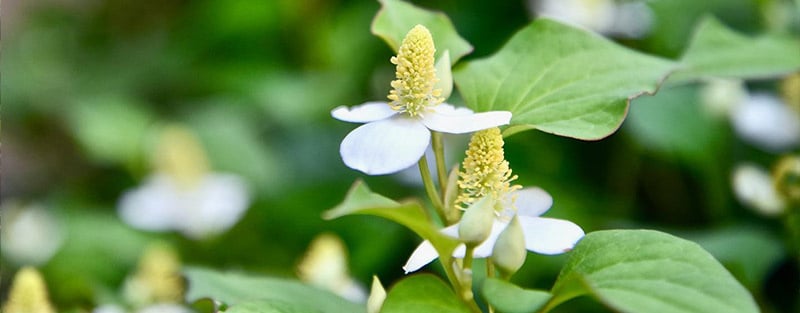 ドクダミの花